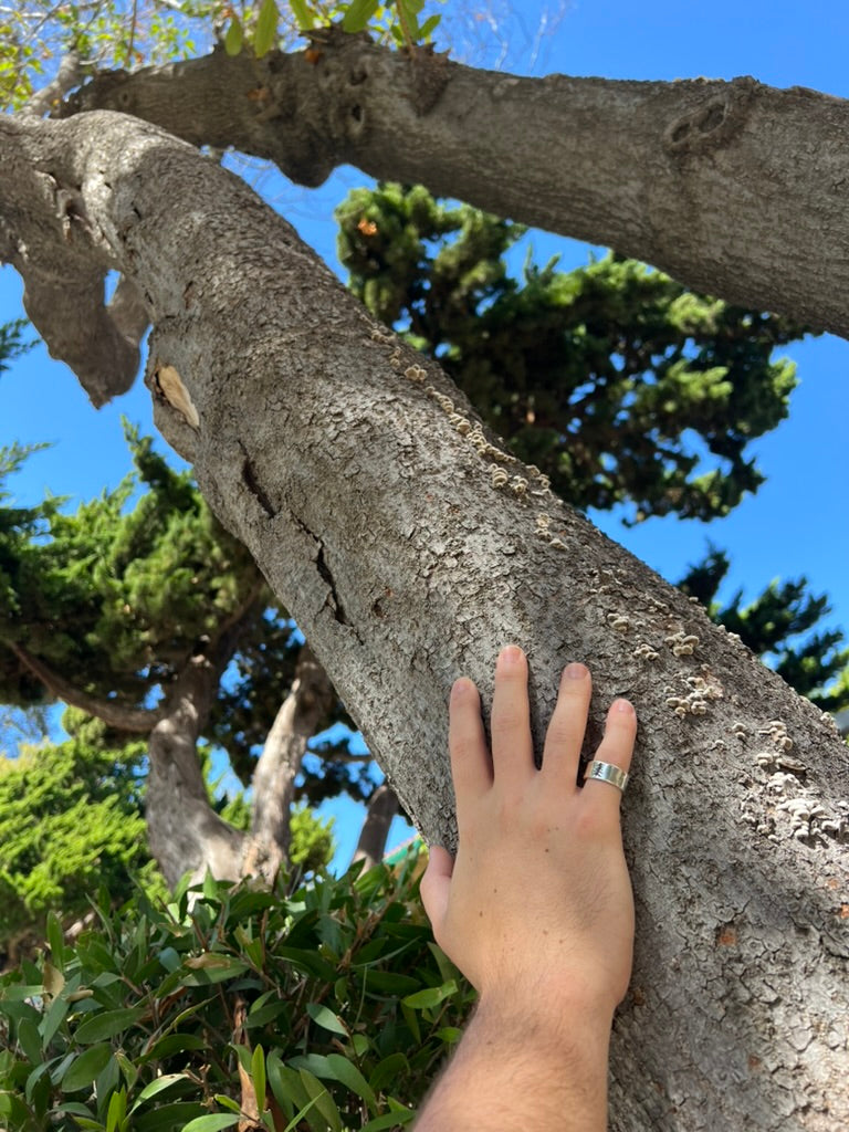 Engraved Pine Tree Band Ring