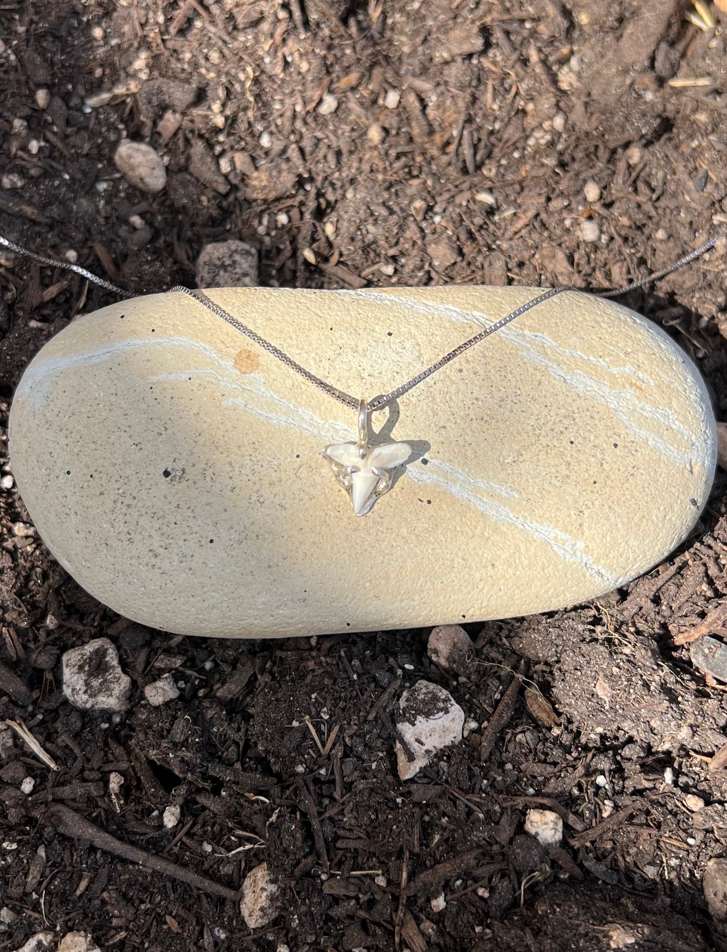 Sterling Silver Shark Tooth Necklace (One of a Kind)