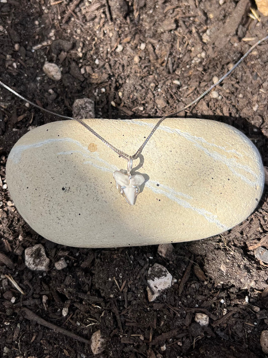 Sterling Silver Shark Tooth Necklace (One of a Kind)